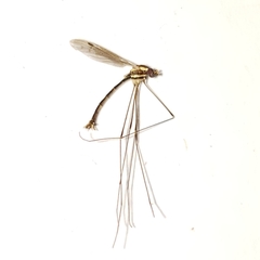 Gonomyia pleuralis