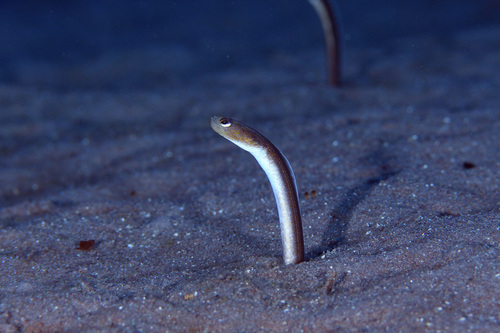 Brown Garden Eel