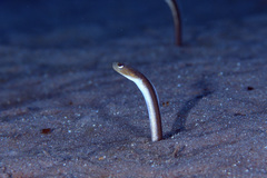 Brown Garden Eel photo 3