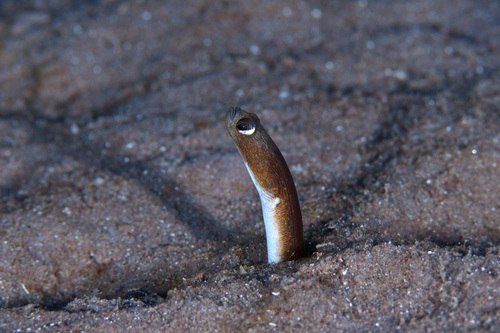 Brown Garden Eel
