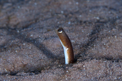 Brown Garden Eel photo 4