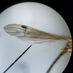 Gonomyia pleuralis