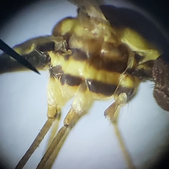 Gonomyia pleuralis