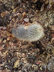 Mammillaria phitauiana