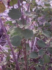 Malpighia diversifolia