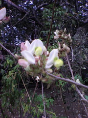 Coursetia glandulosa