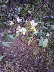 Coursetia glandulosa