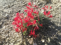 Astragalus coccineus