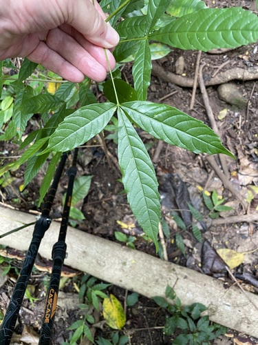 Tecoma stans - Whole tree