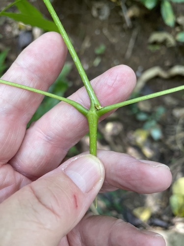 Tecoma stans - Leaves