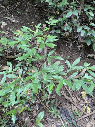 Tecoma stans - Whole tree