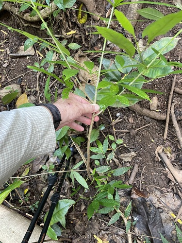 Tecoma stans - Leaves