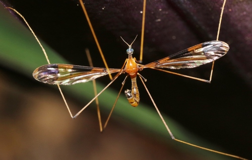 Genus Dapanoptera · iNaturalist