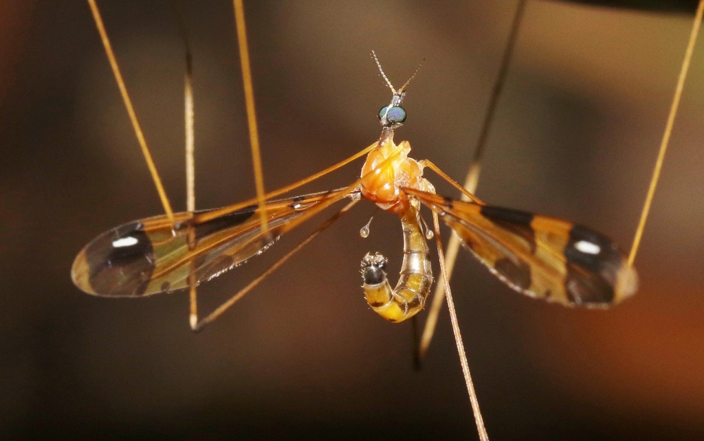 Dapanoptera richmondiana
