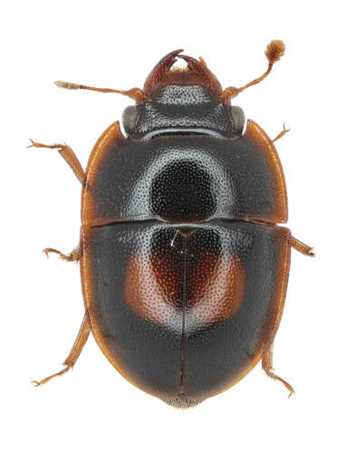 Subfamily Prometopiinae · iNaturalist