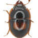 Prometopiinae - Photo (c) 
NHM Beetles and Bugs, algunos derechos reservados (CC BY)