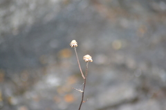 Hieracium umbellatum umbellatum