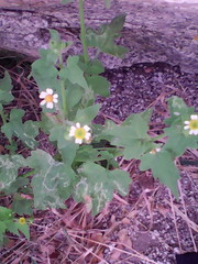 Perityle microglossa