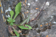 Hieracium umbellatum umbellatum