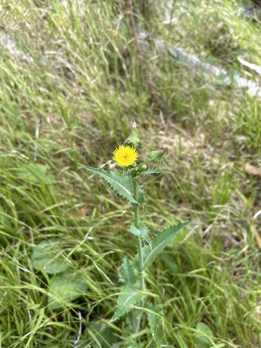 Sonchus asper observed 2023-07-28