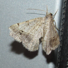 Frederickia disparcata