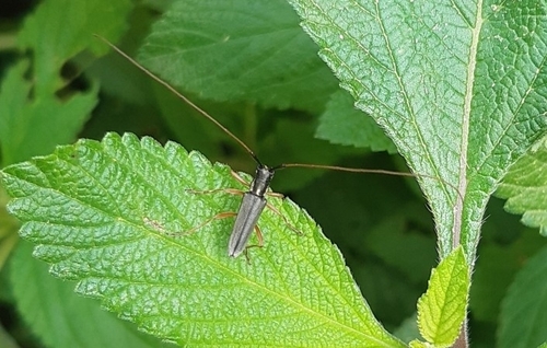 Grammopsoides tenuicornis