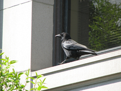 Corvus brachyrhynchos