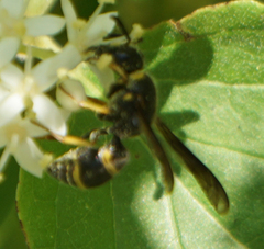 Euodynerus foraminatus