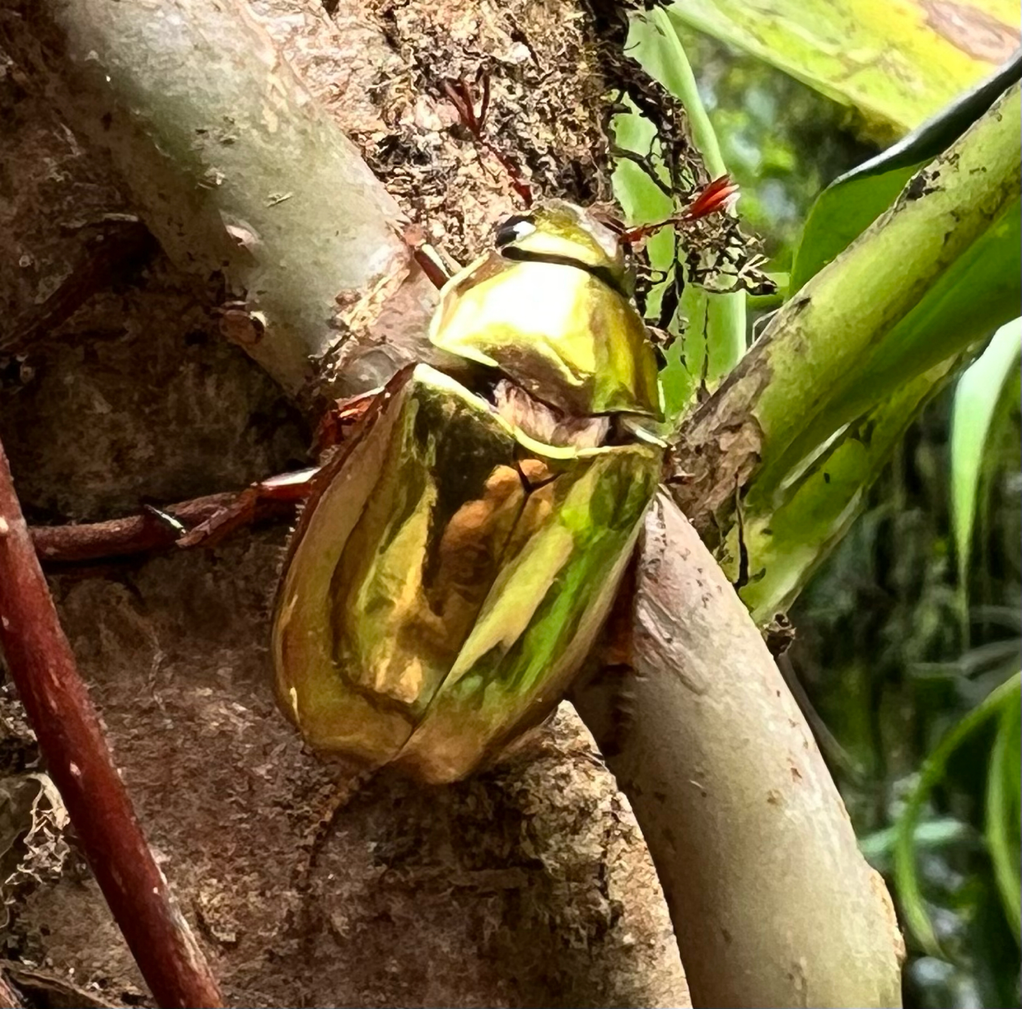 Golden Jewel Scarab (Chrysina resplendens) · iNaturalist