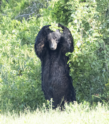 American Black Bear photographed in North Carolina