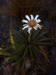 Celmisia armstrongii