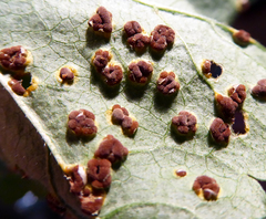 Puccinia malvacearum