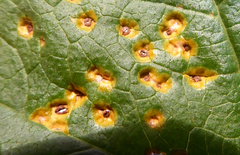 Puccinia malvacearum