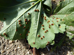 Puccinia malvacearum