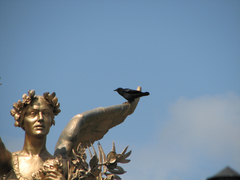 Corvus brachyrhynchos