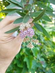 Tessaria integrifolia