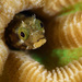 Acanthemblemaria - Photo (c) terence zahner, algunos derechos reservados (CC BY-NC), subido por terence zahner