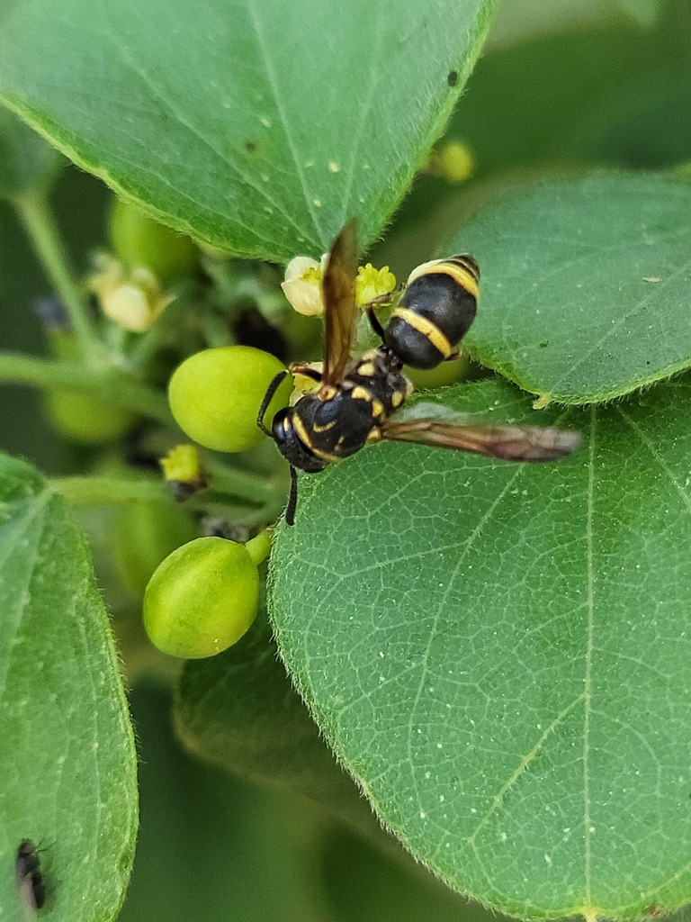 Euodynerus barberi