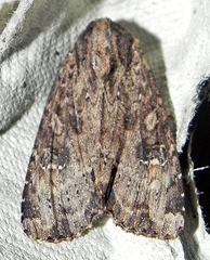 Apamea apamiformis