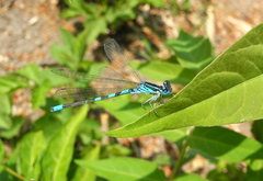 Coenagrion scitulum