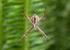 Argiope keyserlingi