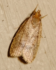 Psilocorsis reflexella