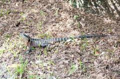 Intellagama lesueurii