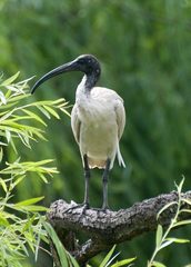 Threskiornis molucca