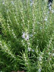 Rosmarinus