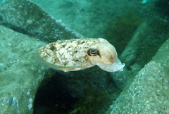 Sepia plangon