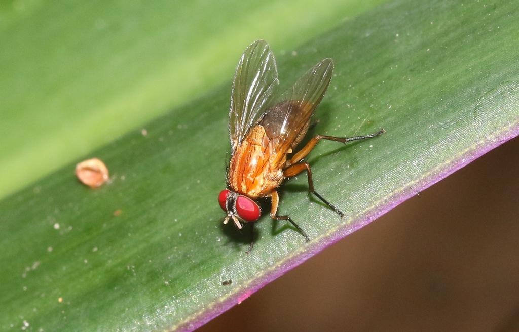 Dichaetomyia norrisi