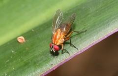 Dichaetomyia norrisi