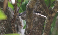 Philemon buceroides yorki