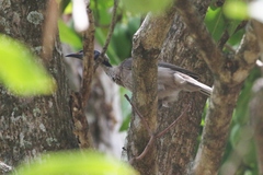 Philemon buceroides yorki